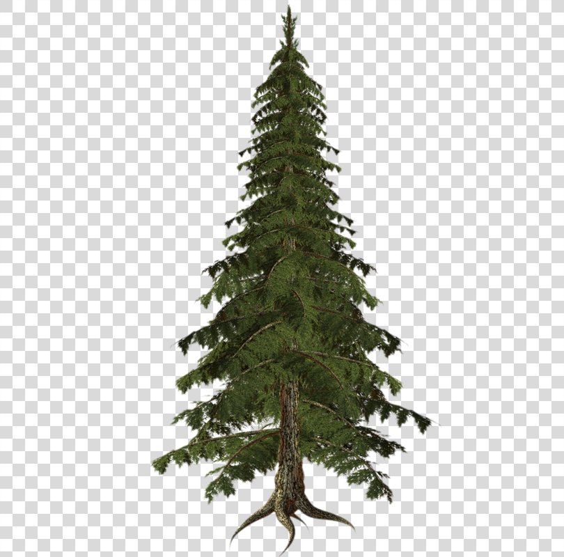 Spruce Tree Clip Art