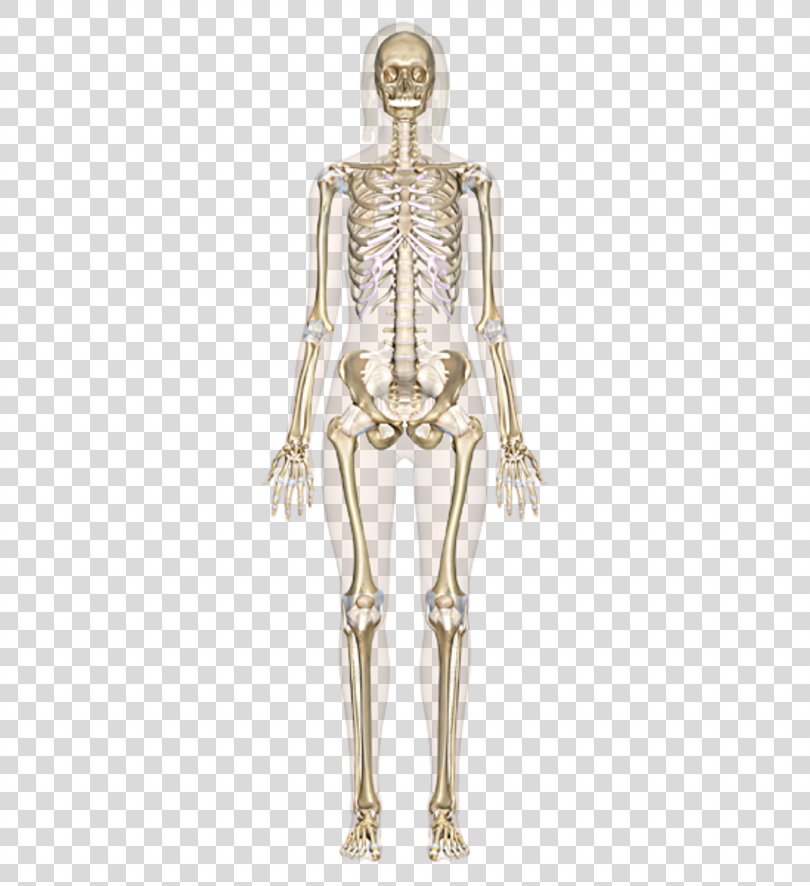 The Skeletal System Human Skeleton Human Body Bone Anatomy Human Body