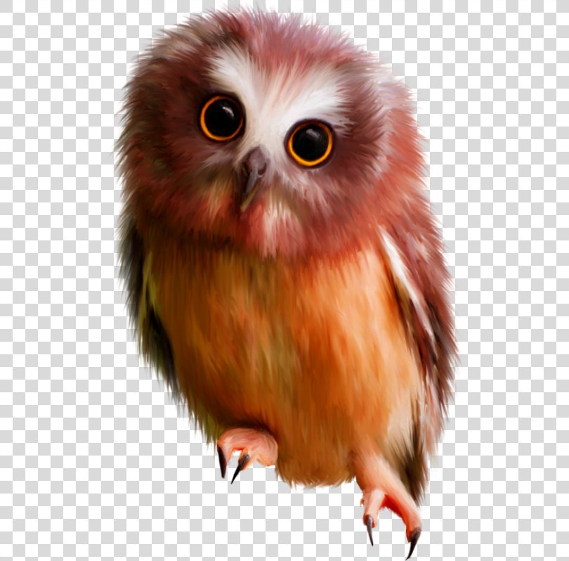  Hiboux  Chouettes Bird Little Owl Clip  Art  Bird PNG