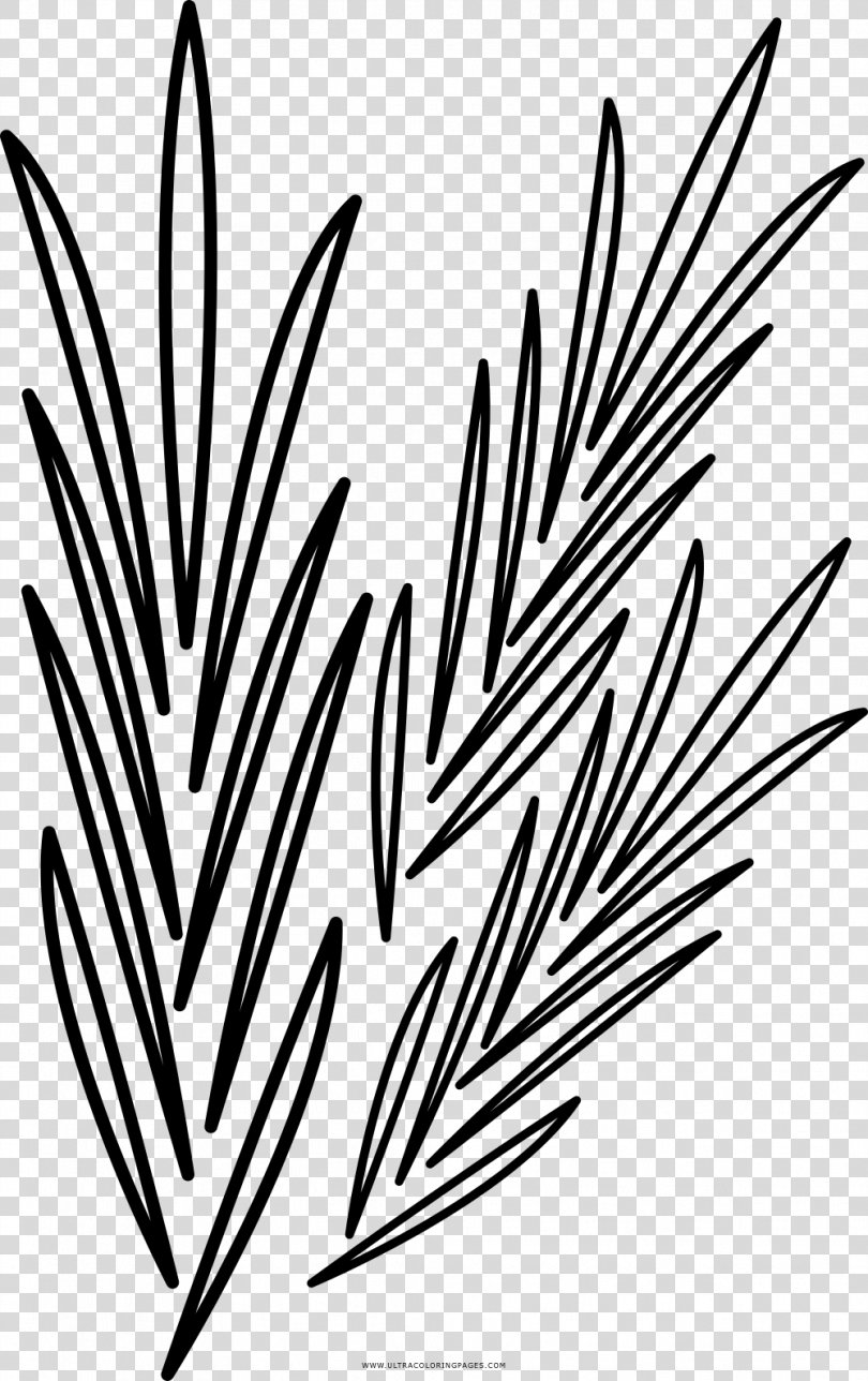 Black And White Drawing Coloring Book Rosemary, Painting PNG