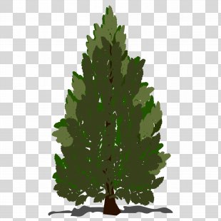 Pinus Contorta Scots Pine Tree Drawing Pine Tree Png