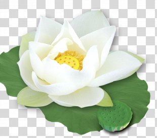 White Lotus Png Images Transparent White Lotus Images