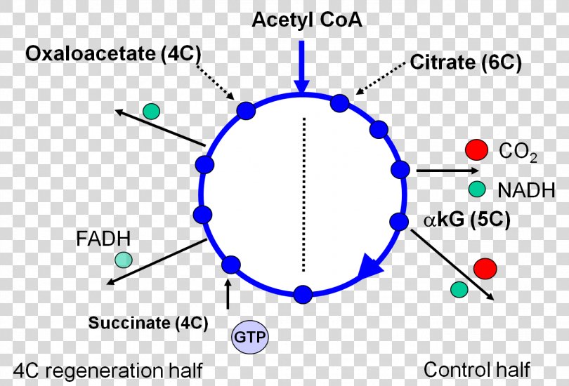 Citrat-Shuttle Biochemistry Fatty Acid Synthesis Citric Acid Cycle ...