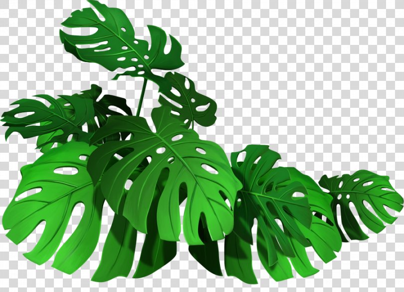 Leaf Vector Graphics Royalty-free Stock Photography Illustration, Hojas ...