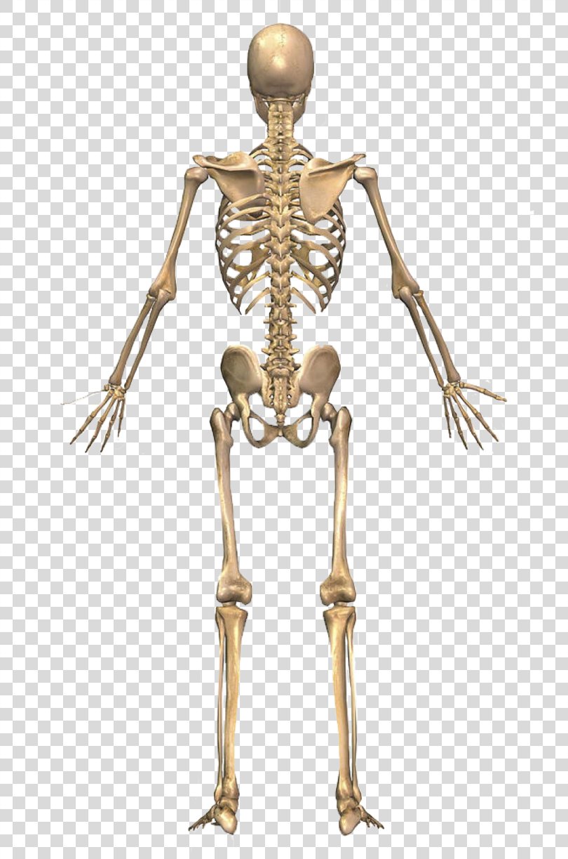 The Skeletal System Human Skeleton Human Back Human Body, Skeleton PNG