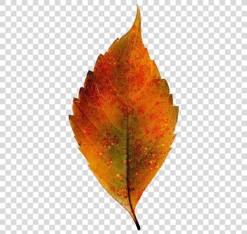 Leaf PNG