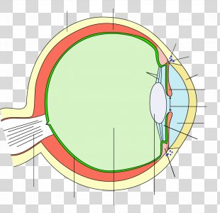 Eye Iris Pupil Relay, Eyes PNG