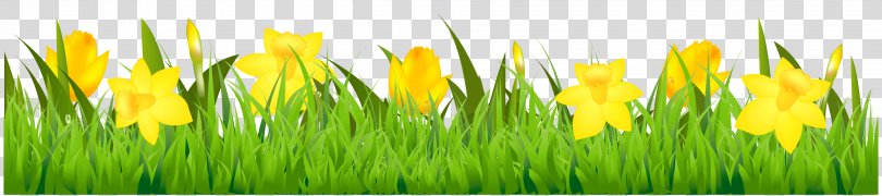 Flower Stock Photography Euclidean Vector Clip Art, Grass With Daffodils Clipart PNG