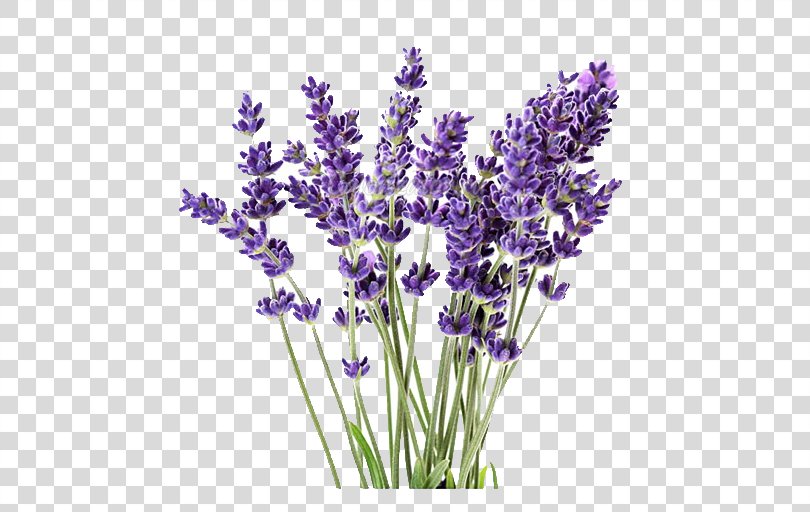 English Lavender Lavandula Latifolia Lavender Oil Plant French Lavender ...