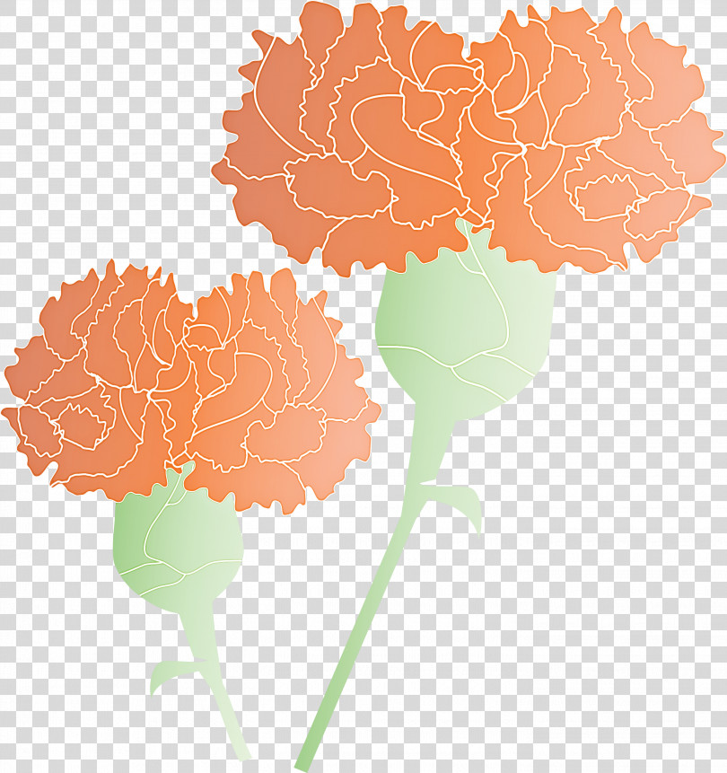 Mothers Day Carnation Mothers Day Flower PNG