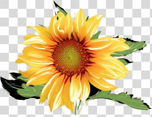 Common Sunflower Drawing Watercolor Painting Sketch, Painting PNG