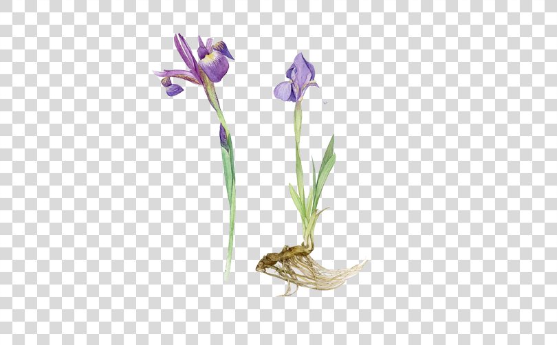 Flower Watercolor Painting Botanical Illustration Drawing, Purple Daffodils Stock Image PNG