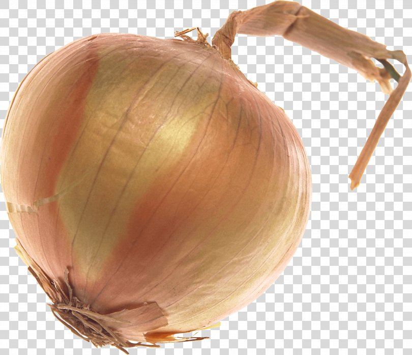 Onion Vegetable, Onion Image PNG