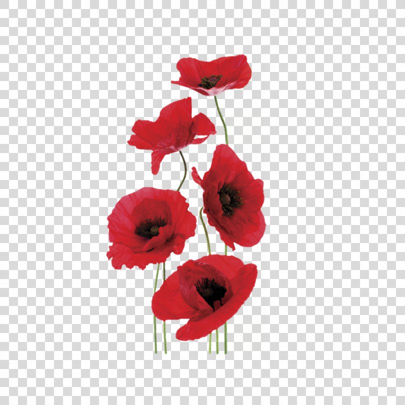 Common Poppy World War I Anzac Day Modern History Syllabus, Bouquet ...