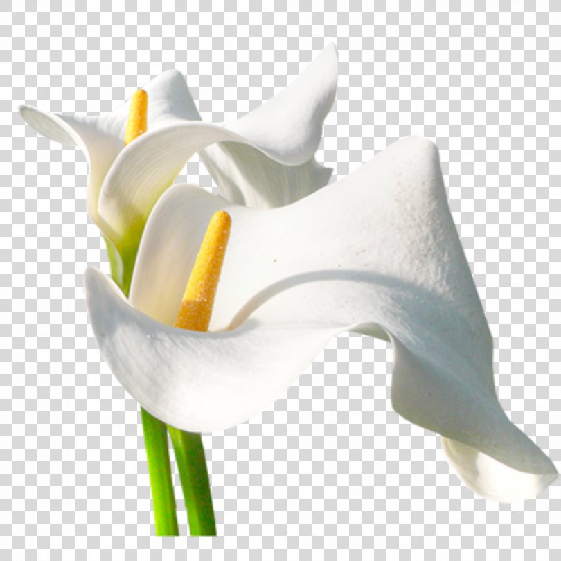 Arum-lily Flower Photography, Flor PNG