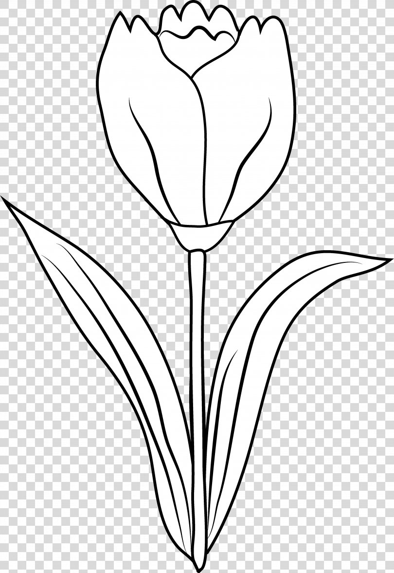 Tulip Black And White Drawing Coloring Book Clip Art, Tulip Cliparts Outline PNG