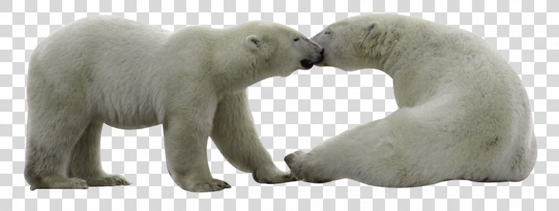 Polar Bear PNG