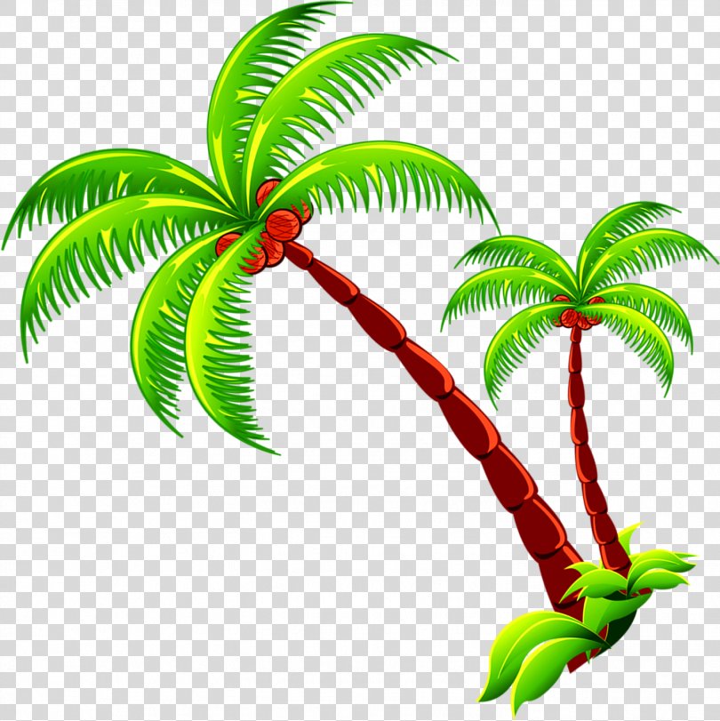 Coconut Tree Branch, Coconut Tree PNG