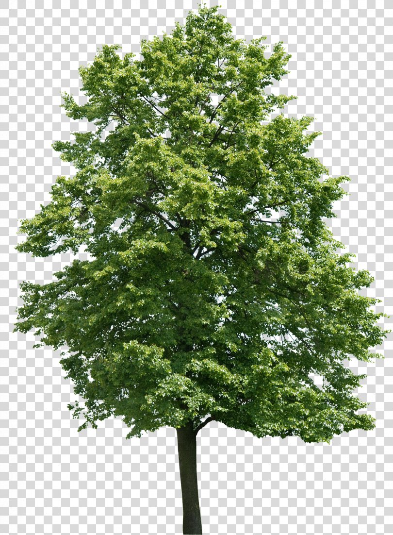 Tree Juglans Oak Birch Walnut, Tree PNG