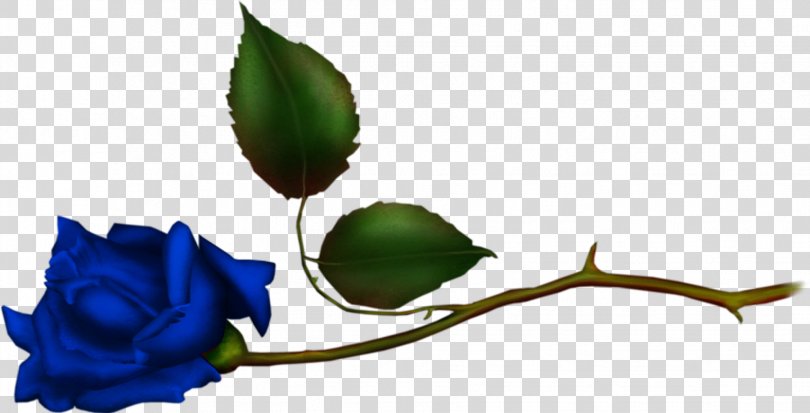 Garden Roses Blue Rose Flower Bokmärke, Flower PNG