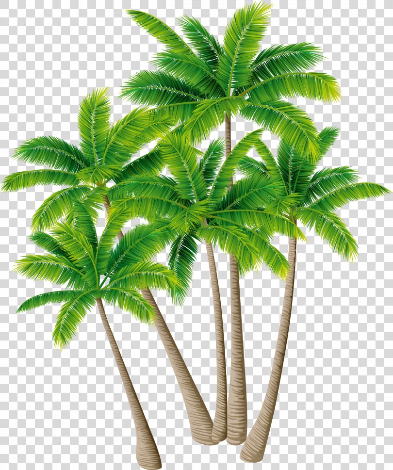 Coconut Tree Arecaceae Download Coconut Tree Vector Material Green