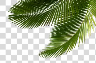 Hawaii Arecaceae Brighamia Insignis Clip Art, Palm Sunday PNG