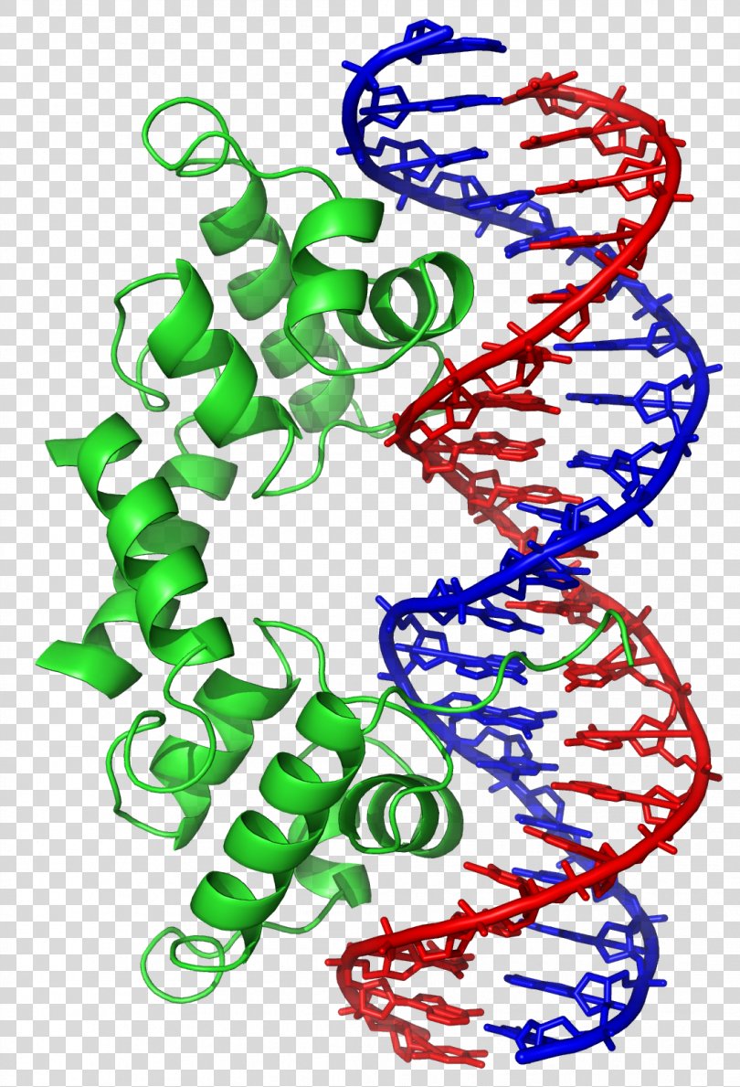 Helixturnhelix DNAbinding Protein Basic Helixloophelix Structural