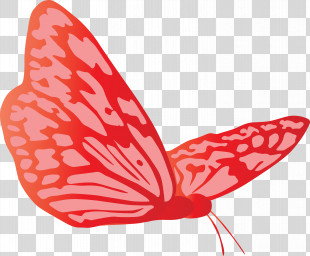 Butterfly PNG Images, Transparent Butterfly Images