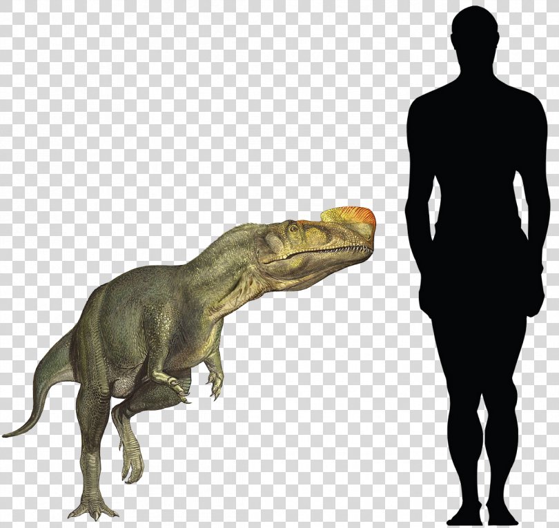 Tyrannosaurus Kileskus Proceratosaurus Sinotyrannus Spinosaurus, Dinosaur PNG