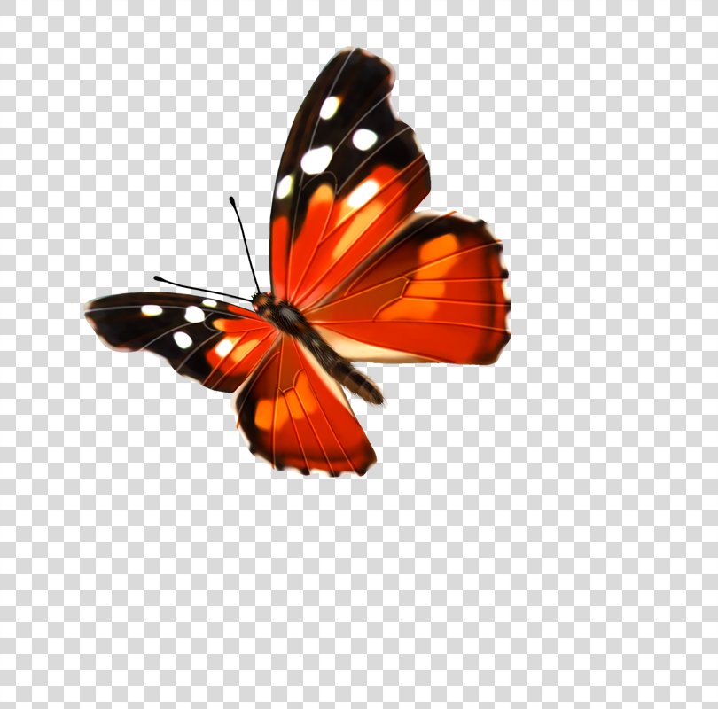 Butterfly PNG