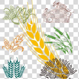 Wheat PNG Images, Transparent Wheat Images