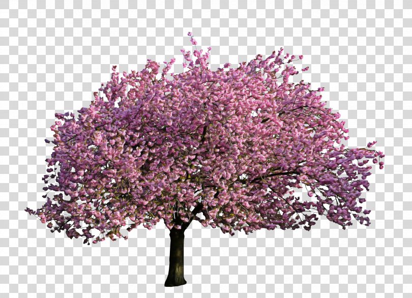 Cherry Blossom Tree Drawing, Prunus Malus PNG
