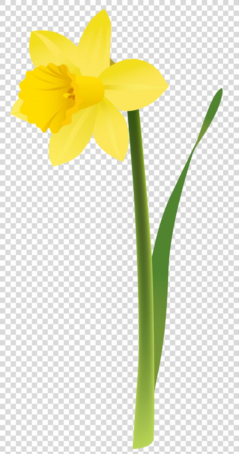 Daffodil Clip Art, Spring Flowers PNG