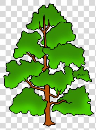 Pine Tree PNG Images, Transparent Pine Tree Images