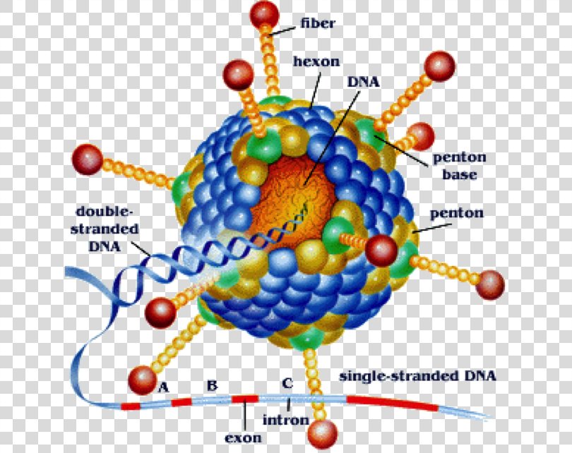 Adenoviridae Virus Viral Vector Pharyngoconjunctival Fever Infection PNG