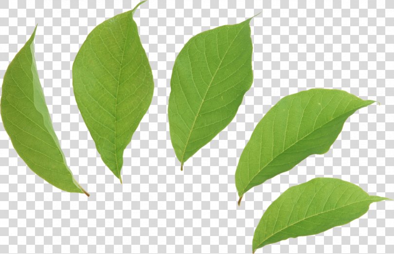 Clip Art Transparency Image Resolution Leaf, Leaf PNG