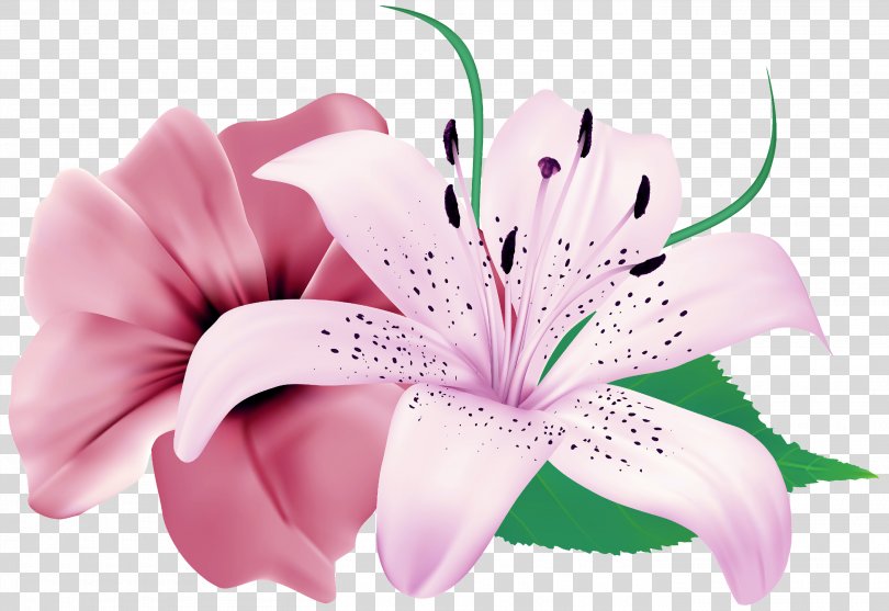 Easter Lily Background, Hibiscus Cut Flowers PNG