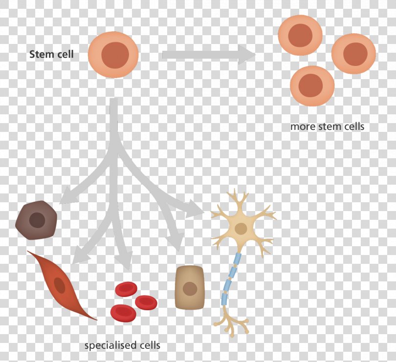 Induced Pluripotent Stem Cell Cellular Differentiation Hematopoietic Stem Cell, Rise Clipart PNG