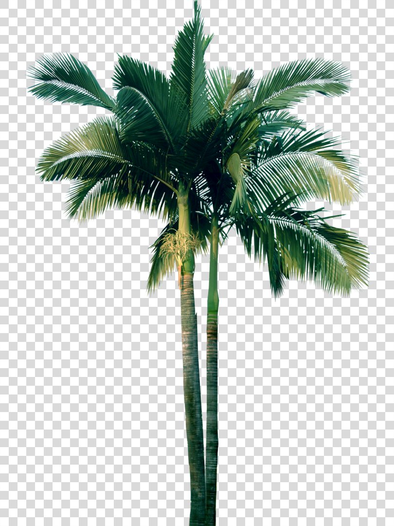 Tree Plant Date Palm Washingtonia, Tree PNG